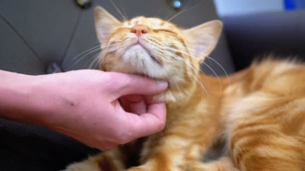 Mulher atordoando um gato egípcio vermelho deitado na cadeira. Movimento lento — Vídeo de Stock