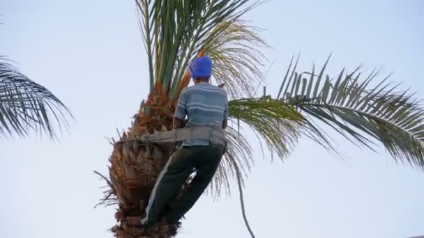 Ο άνθρωπος κηπουρός σε ένα φοινικόδασος μπριζόλες μακριά φοίνικες κλαδιά με ένα τσεκούρι — Αρχείο Βίντεο