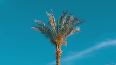 Mavi gökyüzüne karşı palmiye ağacı