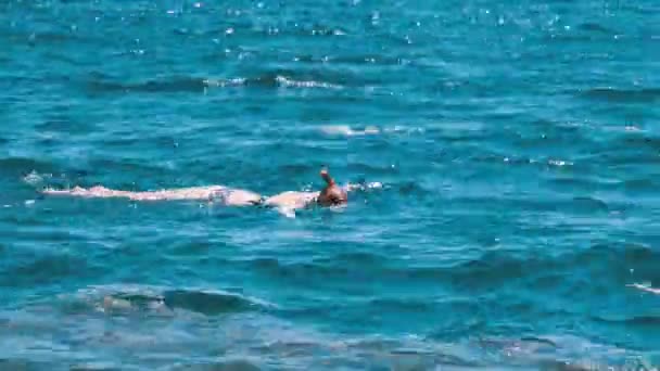 Mercan Resifi yakınlarında Kızıldeniz'de şnorkelle yüzme. Mısır, Şarm El Şeyh — Stok video