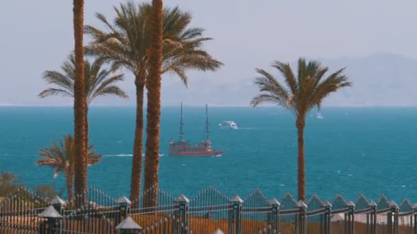 Θέα στο τοπίο της θάλασσας, φοινικόδεντρα και ιστιοπλοϊκό πλοίο στην Ερυθρά θάλασσα, Αίγυπτος, Σαρμ Ελ Σέιχ — Αρχείο Βίντεο