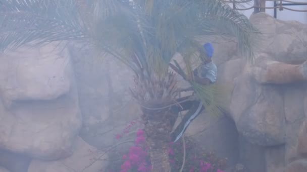 Man Gardener op een Palm Tree kokt Palmtakken met een bijl — Stockvideo