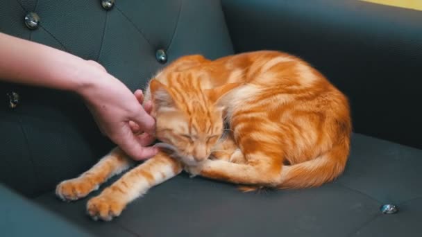 Женщина гладит красного египетского кота, лежащего на стуле — стоковое видео