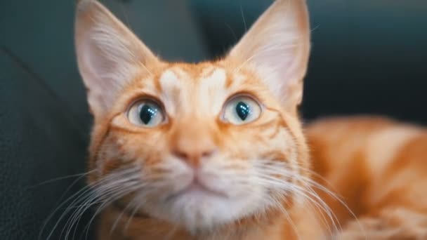 Red Egyptian Cat Lying on the Chair. Red-haired cat with big eyes — Stock Video