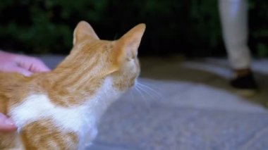 Adam Strokes Bir Evsiz Kırmızı Mısır Kedi Sokakta