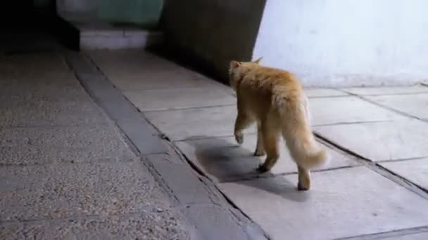 Stray Red Cat marche dans une rue la nuit. Chat égyptien sauvage sans abri dans une rue de la ville 