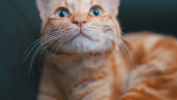 Red Egyptian Cat Lying on the Chair. Red-haired cat with big eyes. Slow Motion — Stock Footage Red Egyptian Cat Lying on the Chair. Red-haired cat with big eyes. Slow Motion Stock Video