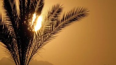 Gün batımında Palmiye Ağacı. Güneş ve Dağların Arka Planında Egzotik Palmiye Ağacı Silueti