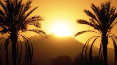 Gün batımında Palmiye Ağacı. Güneş ve Dağların Arka Planında Egzotik Palmiye Ağacı Silueti