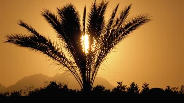 Pálmafa a naplementekor. Sziluettje egzotikus pálmafa a háttérben a nap és a hegyek — Stock videók