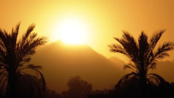 Palm Tree at Sunset. Silhouette of Exotic Palm Tree on a Background of Sun and Mountains — Stock Video