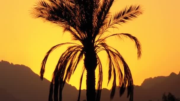 Palm Tree at Sunset. Sylwetka egzotycznego drzewa palmowego na tle słońca i gór — Wideo stockowe