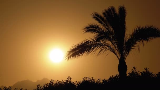 Silhouette de palmier tropical au coucher du soleil — Video