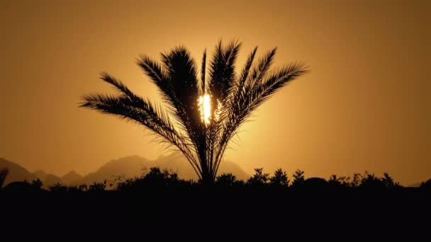 Silhouette de palmier tropical au coucher du soleil — Video