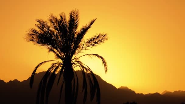 Silhouette of Tropical Palm Tree at Sunset — Stock Video