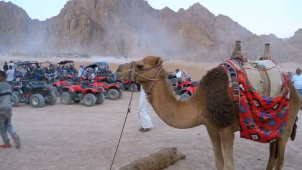 Camel e colunas de Quad Bikes estão em um estacionamento no deserto, no pano de fundo das montanhas. VATs de condução . — Vídeo de Stock