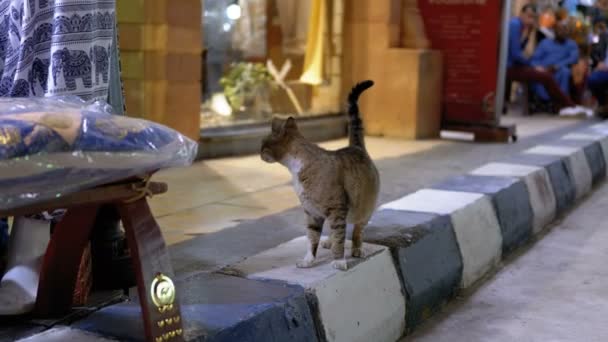 Szary Stray kot na ulicy nocą — Wideo stockowe