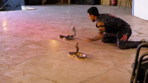 Snake show op het podium in een hotel in Egypte 's nachts. Egypte — Stockvideo