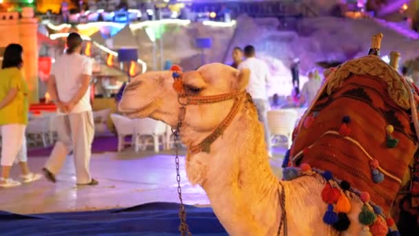 El camello para los turistas a caballo se sienta por la noche en la calle Old Market. Egipto — Vídeo de stock