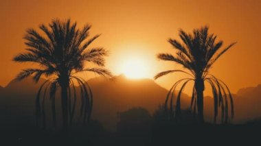 Gün Batımında Tropikal Palmiye Ağacı Silueti