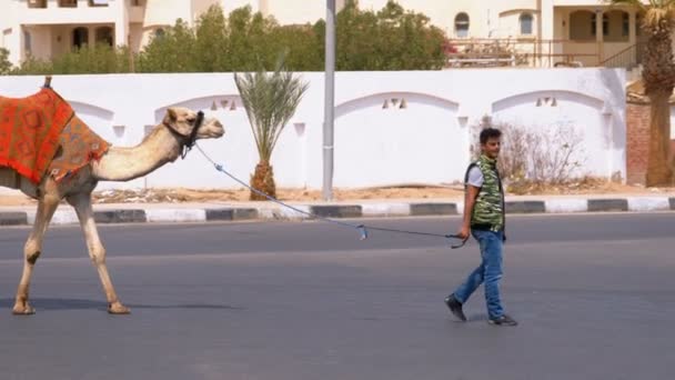 Beduíni s velbloudem jdou po silnici v Egyptě nedaleko hotelu. — Stock video