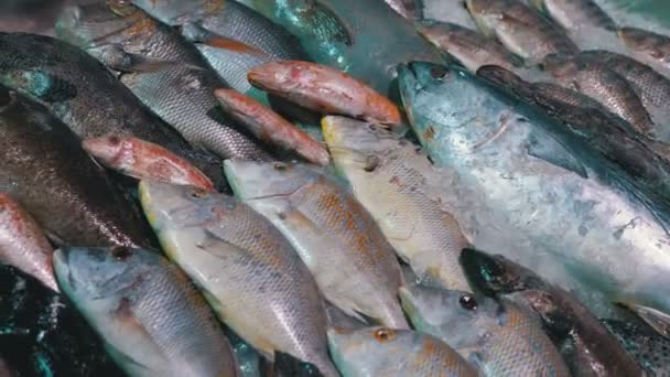 Frischer Meeresfisch auf der Theke des Ladens auf der Straße verkauft — Stockvideo