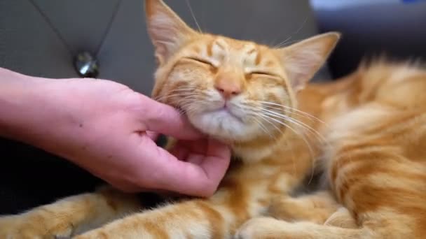 Frau streichelt eine rote ägyptische Katze, die auf dem Stuhl liegt — Stockvideo