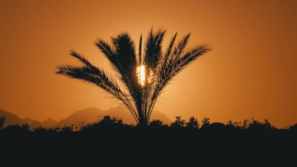 Sylwetka tropikalnej palmy na zachodzie słońca — Wideo stockowe