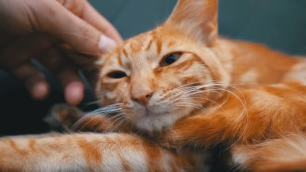 Mujer acariciando un rojo egipcio gato acostado en la silla — Vídeos de Stock