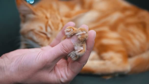 Gatos pata libera garras en la mano de una niña jugando con un gato rojo egipcio. Moción lenta — Vídeos de Stock