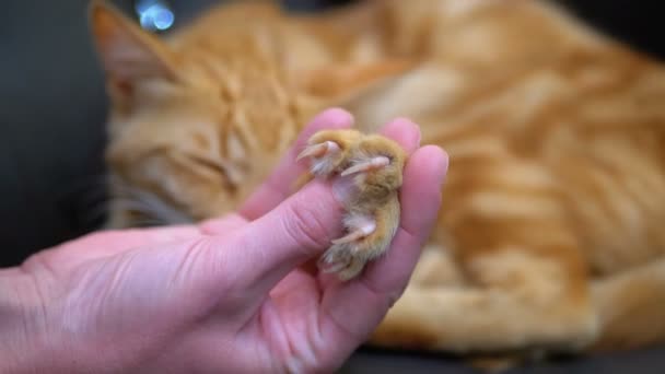 Donna accarezzando un gatto rosso egiziano sdraiato sulla sedia — Video Stock