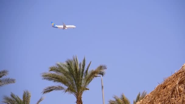 エジプトの山とヤシの木の背景に着陸スカイランディングの旅客機 — ストック動画