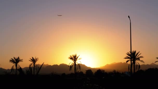 Silhouet van tropische Palm boom bij zonsondergang — Stockvideo