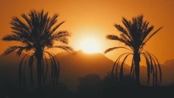 Palme bei Sonnenuntergang. Silhouette einer exotischen Palme vor dem Hintergrund von Sonne und Bergen — Stockvideo