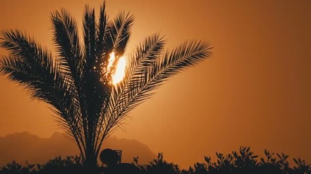 Silhueta de palmeira tropical ao pôr do sol — Vídeo de Stock