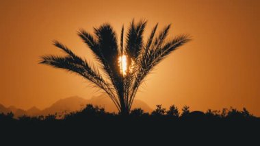 Gün batımında Palmiye Ağacı. Güneş ve Dağların Arka Planında Egzotik Palmiye Ağacı Silueti