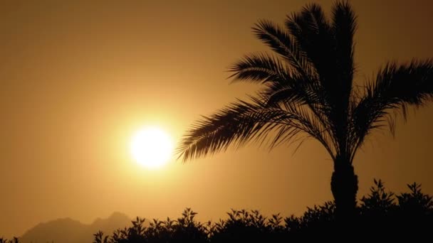 Palm Tree at Sunset. Sylwetka egzotycznego drzewa palmowego na tle słońca i gór — Wideo stockowe