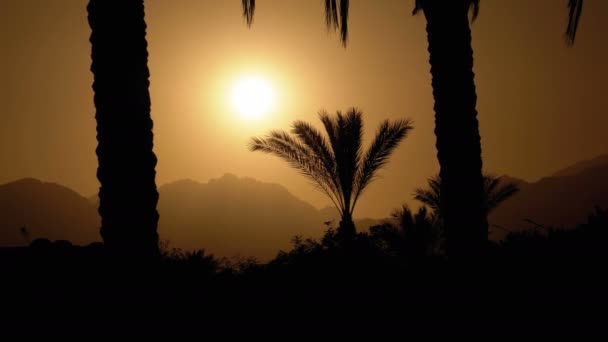 Силует тропічного пальмового дерева на заході сонця — стокове відео