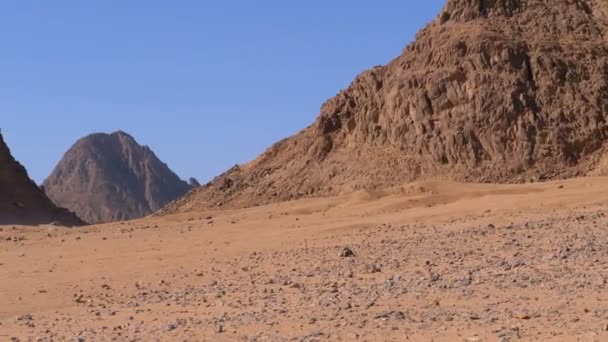 Woestijn in Egypte. Panoramisch uitzicht op de woestijn met bergen en rotsen in Egypte — Stockvideo