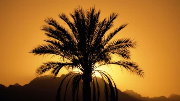 Silhouette einer tropischen Palme bei Sonnenuntergang in Zeitlupe — Stockvideo