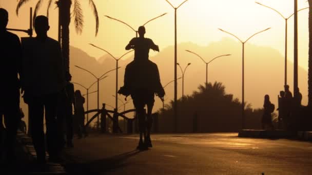 Silueta de un beduino en un camello que se mueve a lo largo de la carretera hacia la puesta del sol. Egipto. Moción lenta — Vídeo de stock