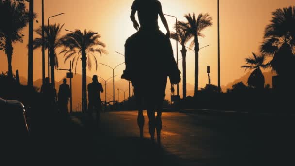 Silhouette d'un Bédouin sur un chameau se déplaçant le long de la route vers le coucher du soleil. L'Egypte. Mouvement lent — Video