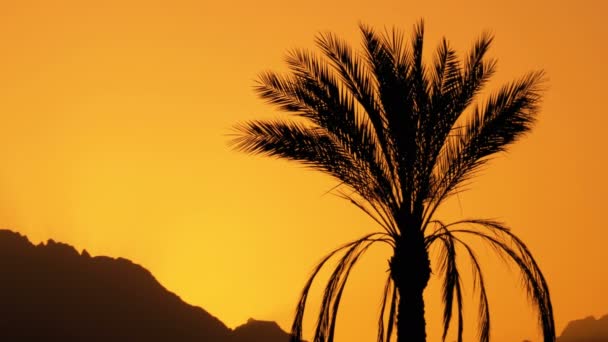 Silhouette einer tropischen Palme bei Sonnenuntergang in Zeitlupe — Stockvideo