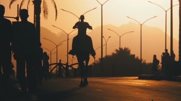 Silueta de un beduino en un camello que se mueve a lo largo de la carretera hacia la puesta del sol. Egipto. Moción lenta — Vídeos de Stock