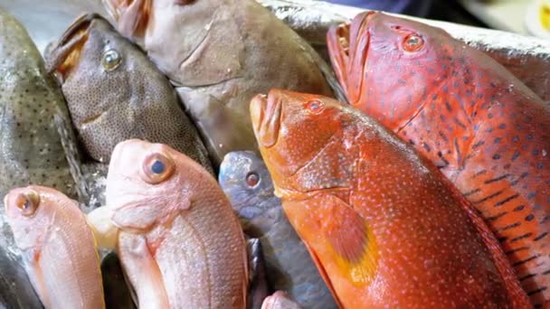 Frutos do mar frescos, peixes do mar diferentes no gelo vendido na mostra no mercado de rua — Vídeo de Stock