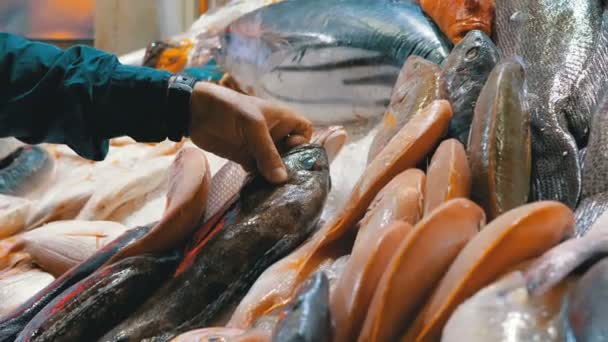Mariscos frescos, diferentes pescados marinos en hielo vendidos en escaparate en el mercado callejero — Vídeos de Stock