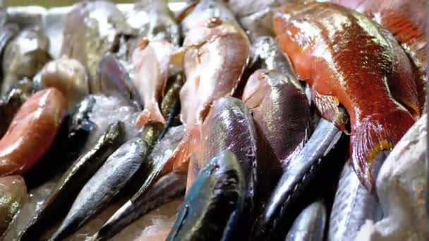 Mariscos frescos, diferentes pescados marinos en hielo vendidos en escaparate en el mercado callejero — Vídeo de stock