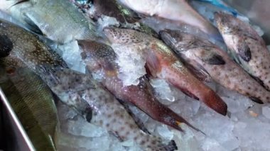 Taze Deniz Ürünleri, Sokak Pazarında Vitrinde Satılan Buzda Farklı Deniz Balıkları