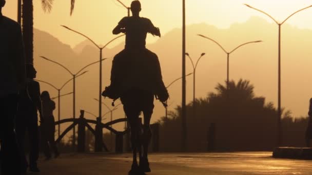 Silueta del hombre en camello que se mueve a lo largo de la carretera en la ciudad en la puesta del sol. Egipto. Moción lenta — Vídeo de stock