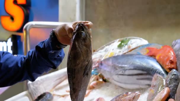 Fruits de mer frais, différents poissons de mer dans la glace Vendu sur vitrine sur le marché de la rue — Video